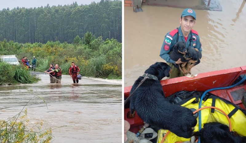 Cães e 10 trabalhadores são resgatados na Serra após forte dia de chuva em SC