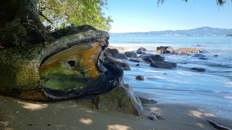 Tronco místico foi flagrado em Florianópolis 