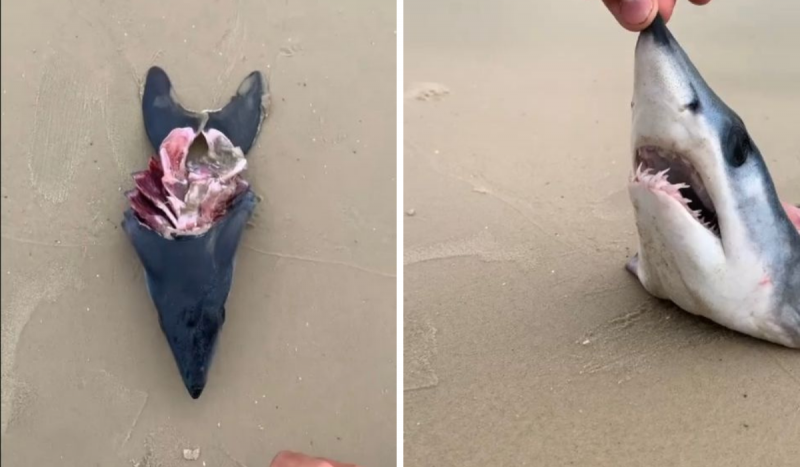 Tubarão raro considerado o mais veloz do mundo