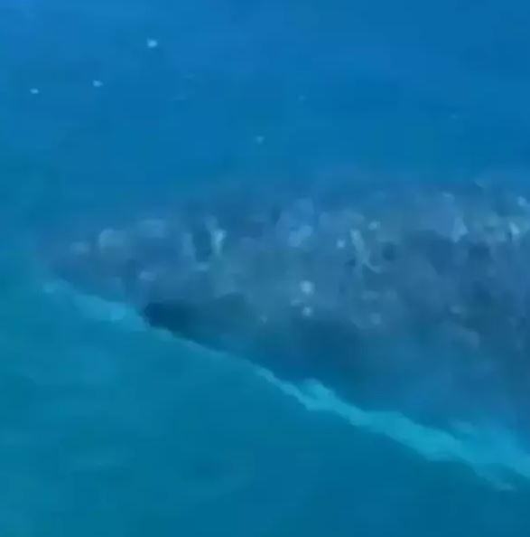 Surfista que testemunhou o ataque filmou o animal – Foto: Bruna Gabriela Ziekuhr/ND