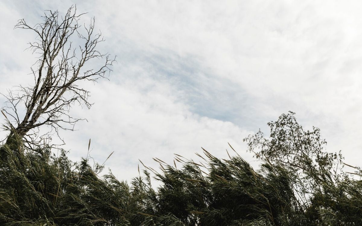 Na imagem aparecem ventos intensos soprando contra árvores.