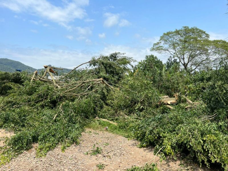 Árvores e estruturas retorcidas podem indicar passagem de tornado