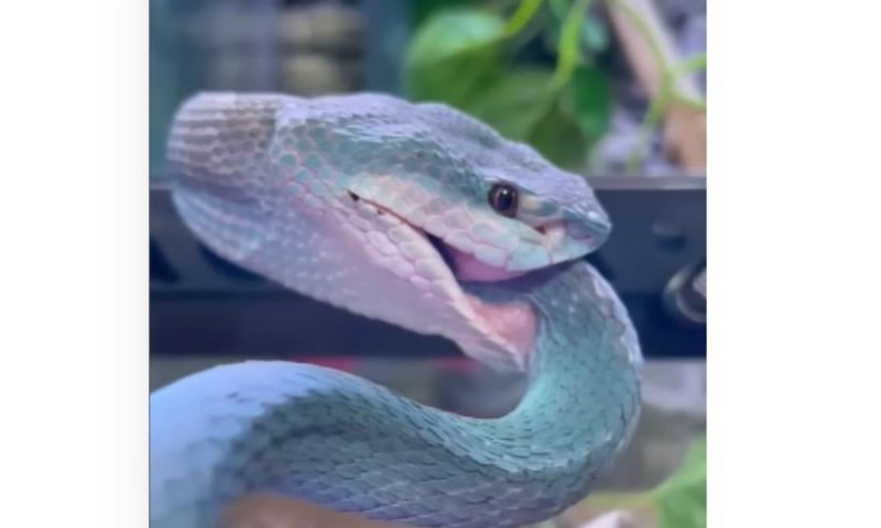 Serpente Azul De Cobra De Víbora Cabeça De Serpente De Víbora Foto