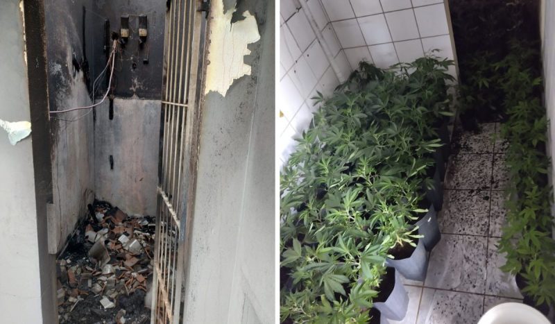 A dog dies in a house fire with 74 marijuana plants in Florianópolis