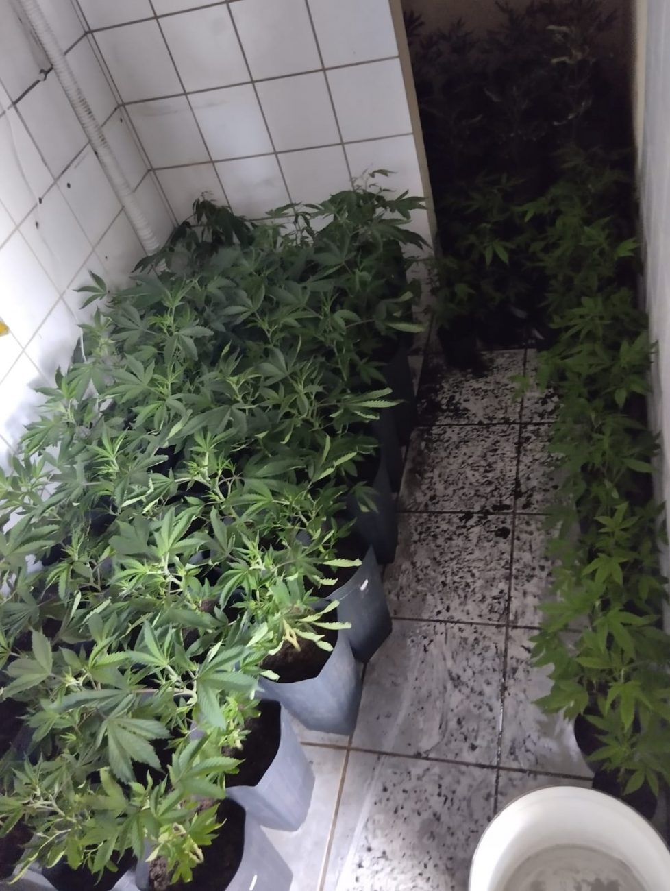 Marijuana plants were in another room - PMSC/Disclosure/ND