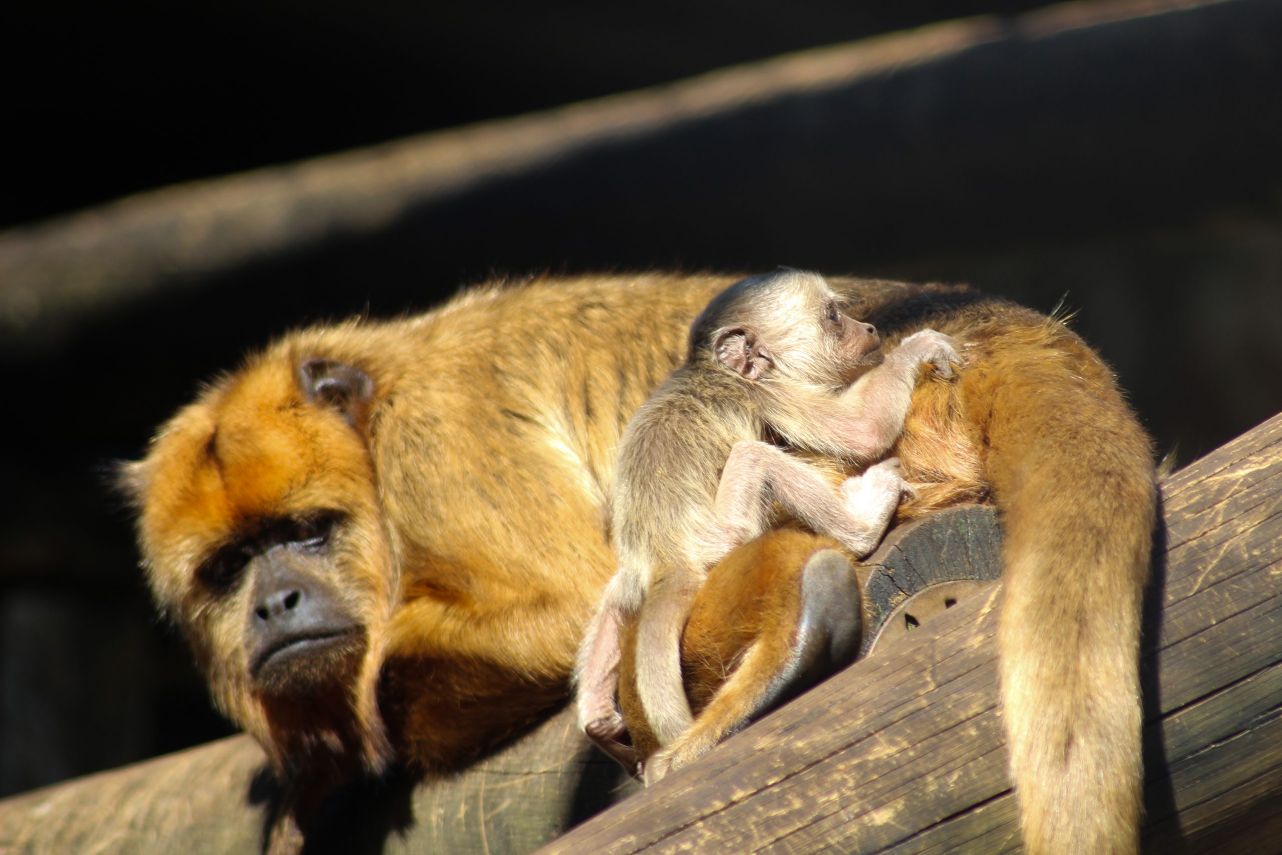Saiba mais sobre os bugios-pretos que fazem parte do bioparque zoo pomerode