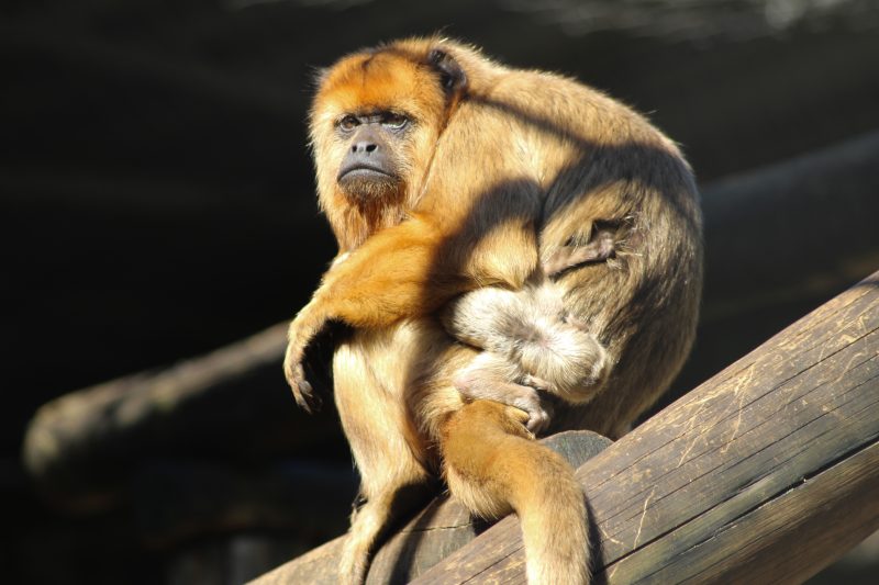 The little black howler monkey remains strapped to her mother's back at times, but she has been walking around the enclosure alone and interacting with animals of the same species - Photo: Pomerode Zoo Biopark/Disclosure