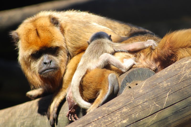The black howler monkey's pregnancy lasts about six months and only one baby is born, which remains attached to its mother most of the time.  Photo: Pomerode Zoo Biopark/Disclosure