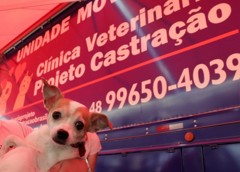 Free sterilization of pets in Blumenau will be carried out jointly in December;  do you know where