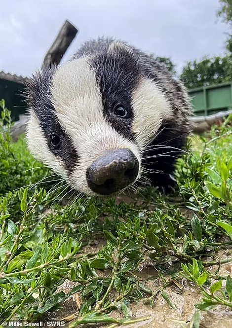 Curious European Badger - Zoo Keepers Europe/Facebook/Reproduction/ND
