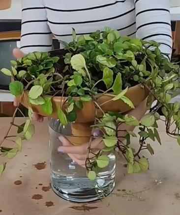 Finalizado o processo de construção de um vaso com um galão de água - Foto: Maniadedecoração/Reprodução/ND