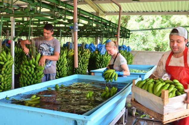 Santa Catarina &eacute; o quarto maior produtor nacional de banana, atr&aacute;s da Bahia, S&atilde;o Paulo e Minas Gerais – Foto: Aires Mariga/Epagri/ND