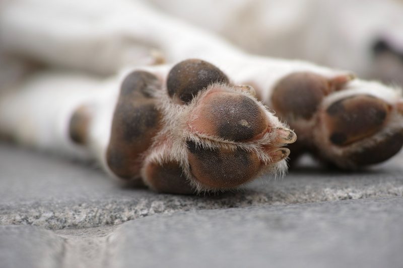 “Although their paws are a little more stable, there is still a risk of burns,” he explains.  Photo: Pexels/Reproduction/ND.