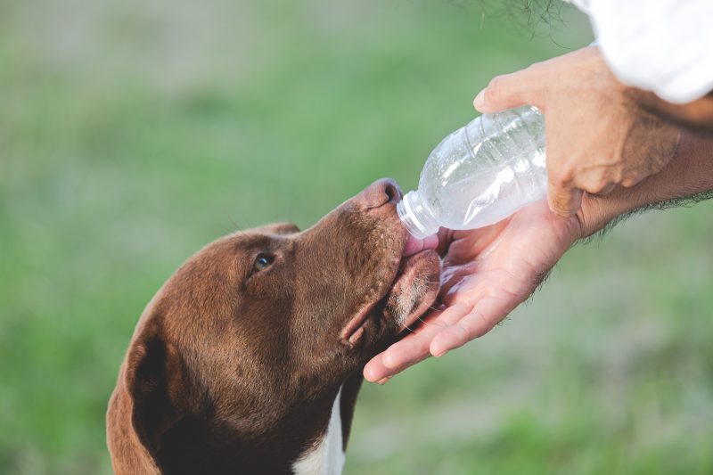 It is extremely important to ensure that pets have constant access to fresh water.  Photo: Freepik/Reproduction/ND.