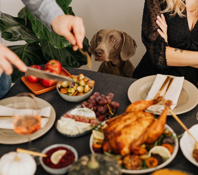 It is extremely important to keep animals away from the holiday table and inform diners of the risks.  Photo: Pexels/Reproduction/ND
