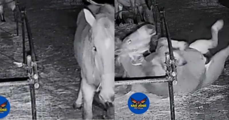 No v&iacute;deo compartilhado pelo perfil do Instagram S&atilde;o Jos&eacute; Mil Grau, o animal aparece deitado – Foto: S&atilde;o Jos&eacute; Mil Grau/Instagram/Reprodu&ccedil;&atilde;o/ND