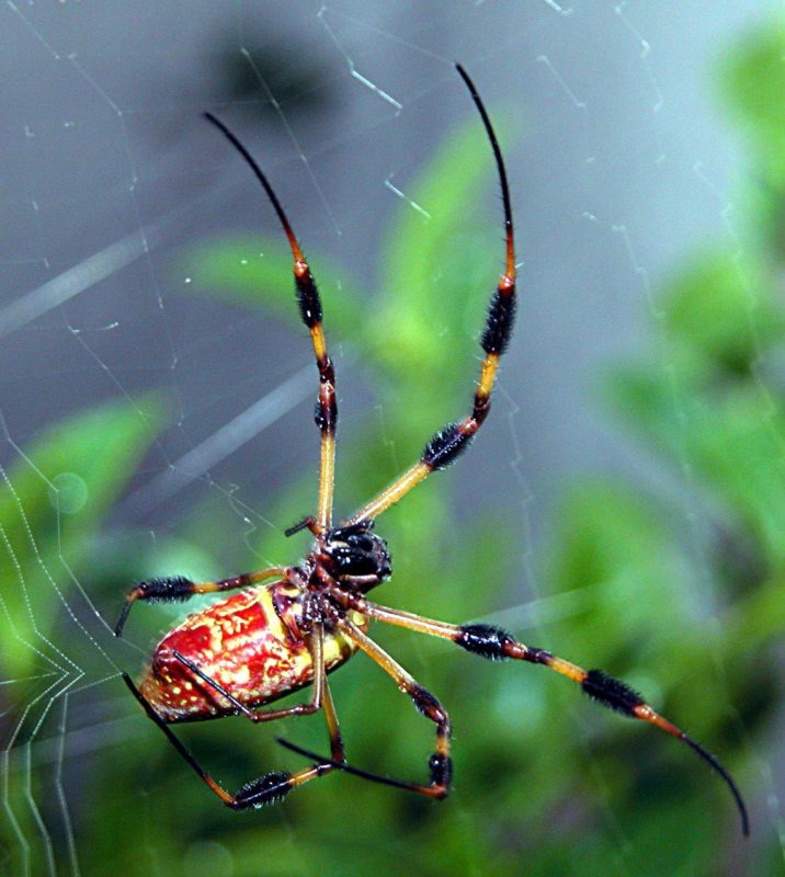 Aranha de 20 cm: prima das ‘gigantes e voadoras’ pode ser encontrada em SC