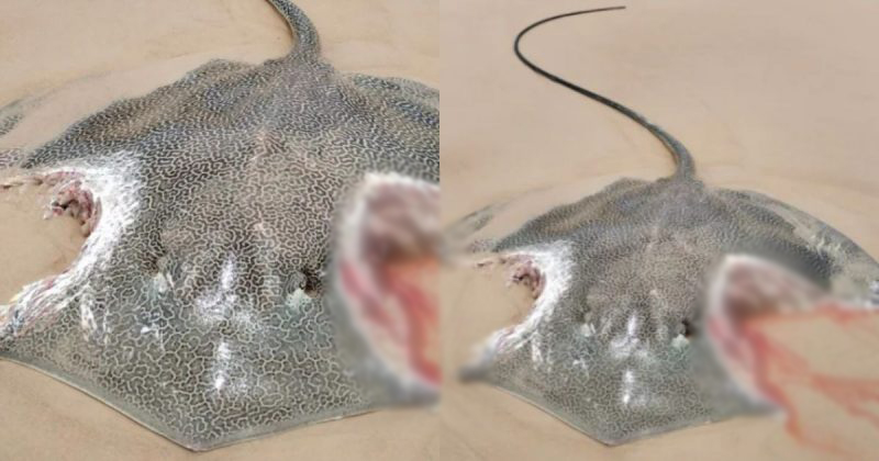 Arraia foi atacada por tubarão na Austrália