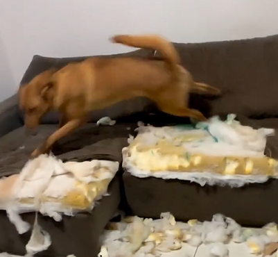 Baguéra é a maior destruidora de sofá - Foto: JuliaCarvalho/Reprodução