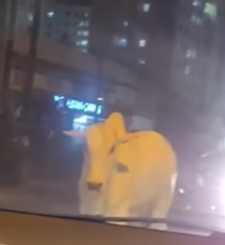 Animal &eacute; visto em rol&ecirc; em Blumenau – Foto: Divulga&ccedil;&atilde;o/Reprodu&ccedil;&atilde;o/ND