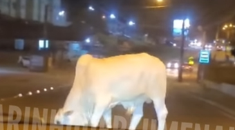 Animal &eacute; visto em rol&ecirc; em Blumenau – Foto: Divulga&ccedil;&atilde;o/Reprodu&ccedil;&atilde;o/ND