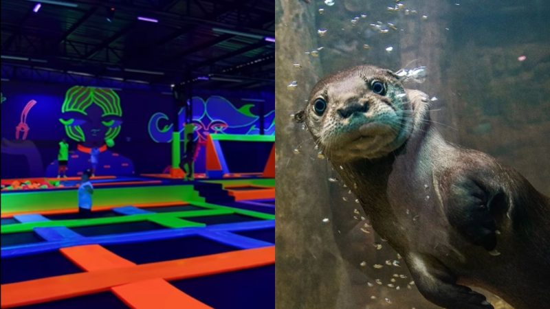 Simbolizando passeios para visitar em Balneário Camboriú, Oceanic Aquarium e Muve Indoor são algumas das principais