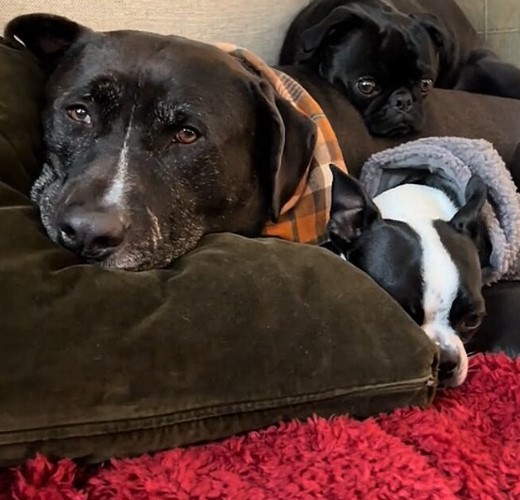 Pitbull chamado Briggs foi adotado e cuida de cães menores da casa 