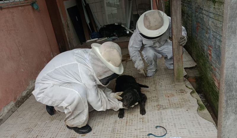 Firefighters save a black dog from a bee attack