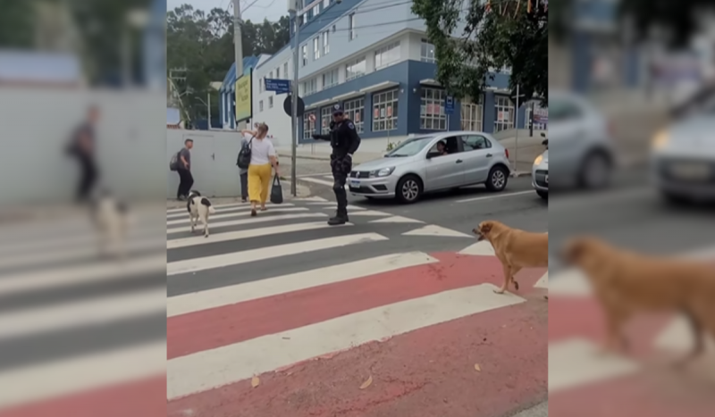 Cachorro SRD caramelo atravessando uma faixa de pedestres em Florianópolis