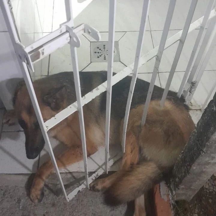 Cachorro com medo de fogos de artifício fica preso em grades