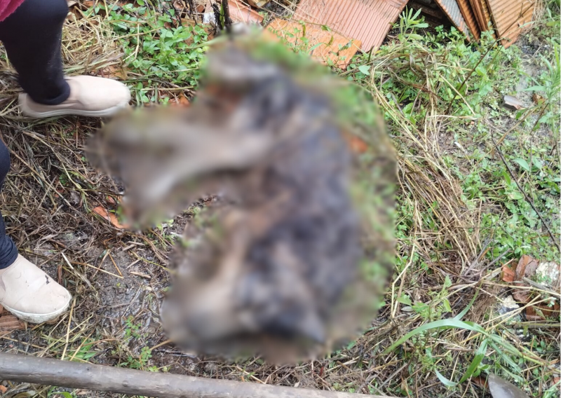 Cachorro enterrado vivo por seu próprio tutor é resgatado – Foto: APAPRE/Reprodução/ND