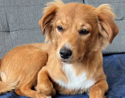 Creche enviou o áudio da "conversa" para a tutora do cachorro, que resolveu compartilhar o fato inusitado nas redes sociais 