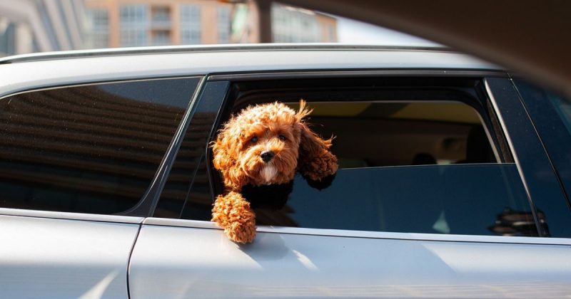 Dogs and cats are now allowed on Uber rides