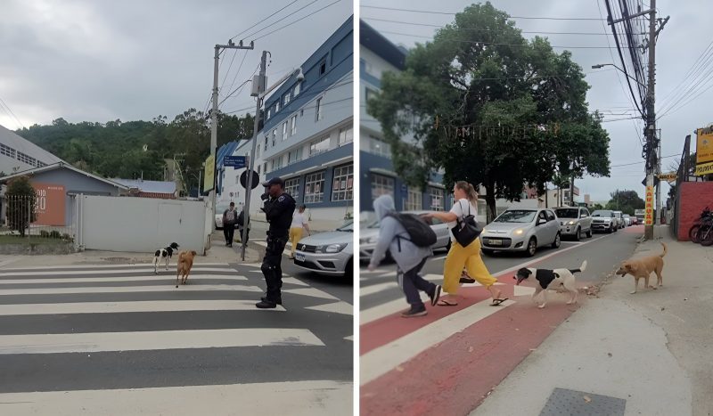 Dupla de cães cidadãos atravessando uma faixa de pedestres em Florianópolis
