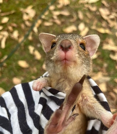 Eles s&atilde;o conhecidos por saltar longas dist&acirc;ncias, at&eacute; 3 metros de uma s&oacute; vez, e t&ecirc;m uma incr&iacute;vel agilidade em terrenos rochosos e acidentados. – Foto: Reprodu&ccedil;&atilde;o/Facebook/Wildcare Inc NT/ND