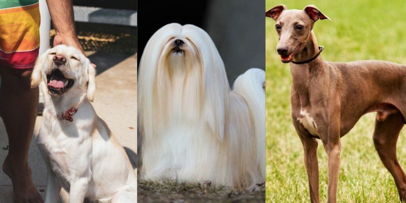 Caninos veranis: 8 raças de cachorros ‘preparados’ para o calor do verão