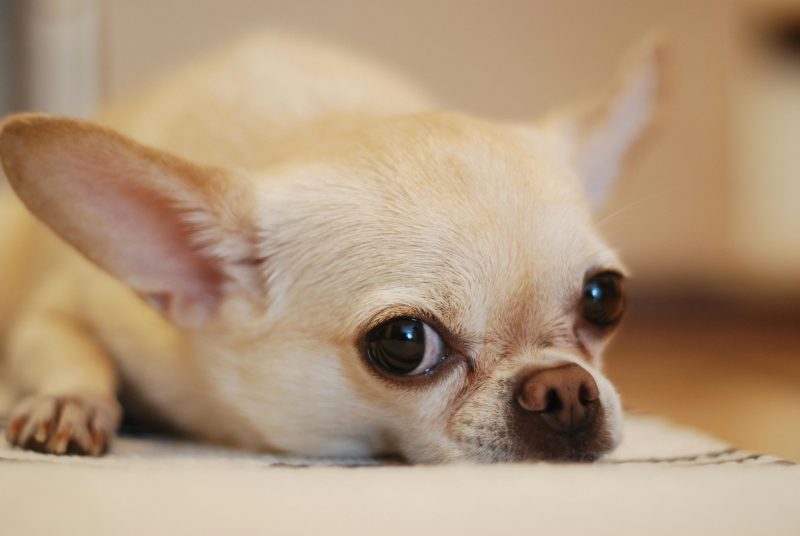 Os Chihuahuas t&ecirc;m uma estrutura corporal que facilita a dissipa&ccedil;&atilde;o do calor – Foto: Pexels/Reprodu&ccedil;&atilde;o/ND