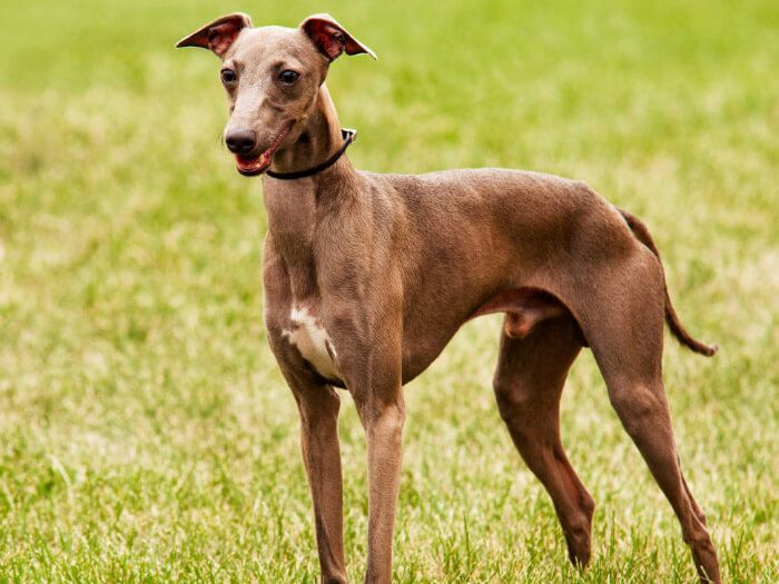 Esses c&atilde;es de corrida podem tolerar bem o calor moderado – Foto: Reprodu&ccedil;&atilde;o/ND