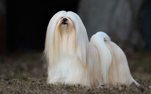 O Lhasa Apso possui um subpelo que atua como isolante t&eacute;rmico – Foto: Freepik/Reprodu&ccedil;&atilde;o/ND