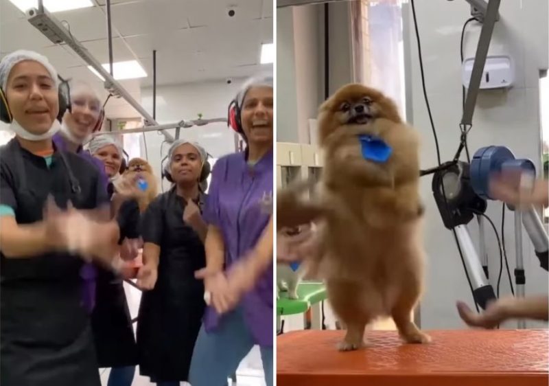 Vídeo recente de Lulu da Pomerânia dançando 'hit' musical virou atração das redes sociais na última semana - Foto: Redes Sociais/Divulgação/ND