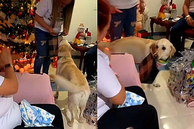 Ao ouvir o seu nome, Tosamito rapidamente pula do assento e corre at&eacute; a tutora – Foto: Reprodu&ccedil;&atilde;o/ Instagram/@tomasito0120/ND