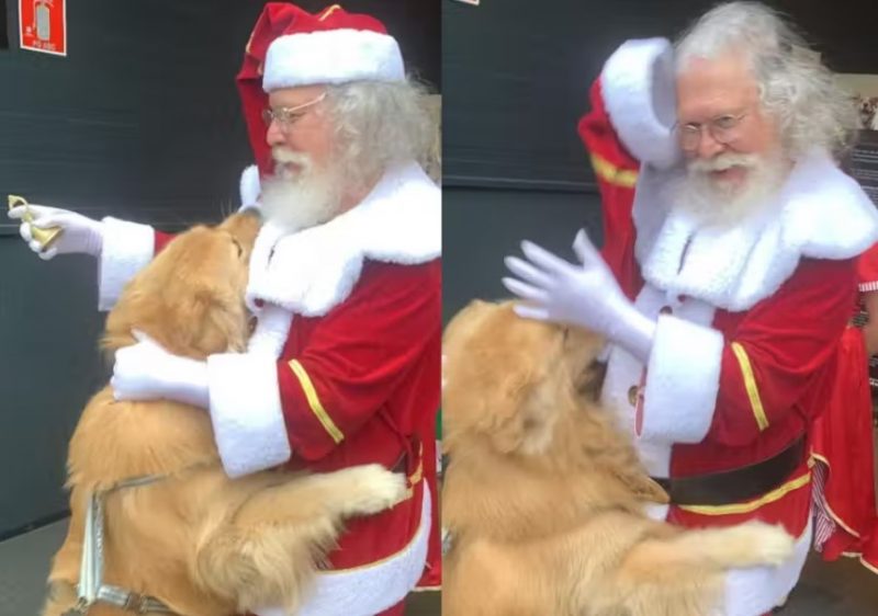 Ao ver gorro de Papai Noel, cão da raça golden retriever não resistiu e 'atacou' o bom velhinho