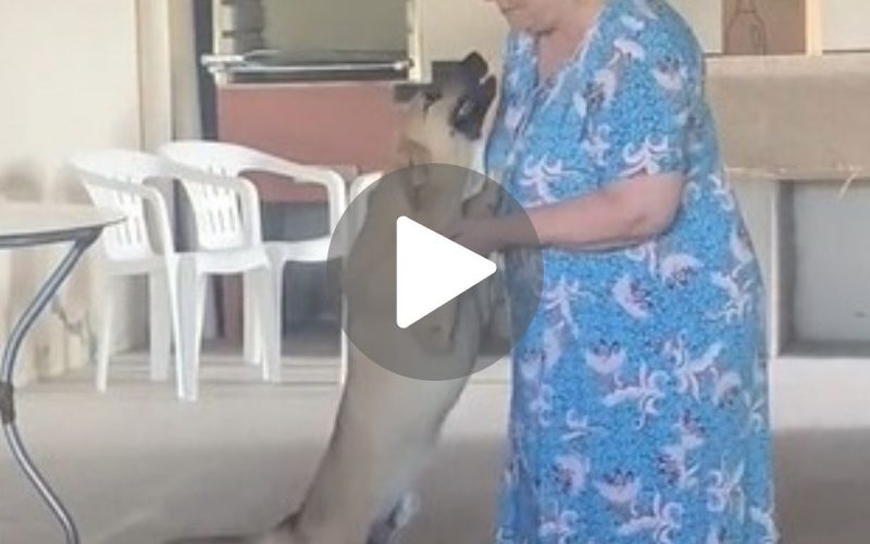 Frame de vídeo onde o caramelo Tião se recusa a ir embora da casa da 'vovó'