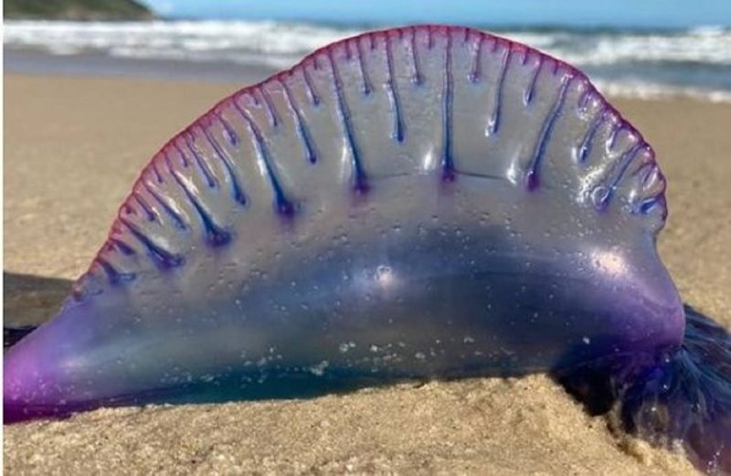 Caravelas-portuguesas invadem praia de Balneário Camboriú