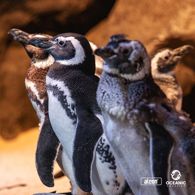 imagem de pinguins do Oceanic Aquarium