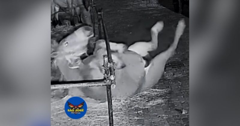 Os internautas chamaram o animal de g&ecirc;nio, e o compararam com o Fa&iacute;sca, famoso por ser o fiel escudeiro do Beto Carrero – Foto: S&atilde;o Jos&eacute; Mil Grau/Instagram/Reprodu&ccedil;&atilde;o/ND