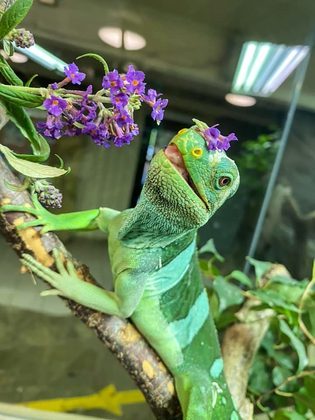 The winning photo shows Coro the iguana with a flower crown - Zoo Keepers Europe/Facebook/Reproduction/ND.