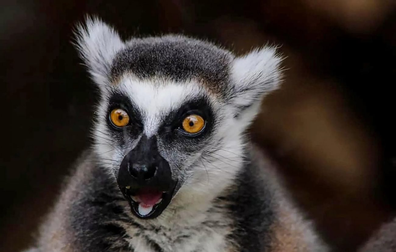 Ring-tailed lemur hatchling - Zoo Keepers Europe/Facebook/Reproduction/ND