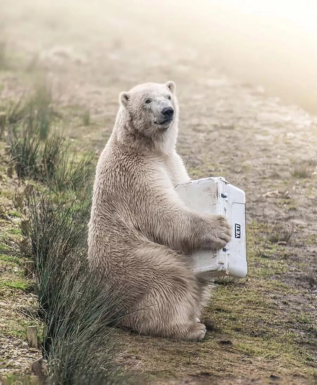A polar bear tests his refrigerator - Zoo Keepers Europe/Facebook/Reproduction/ND