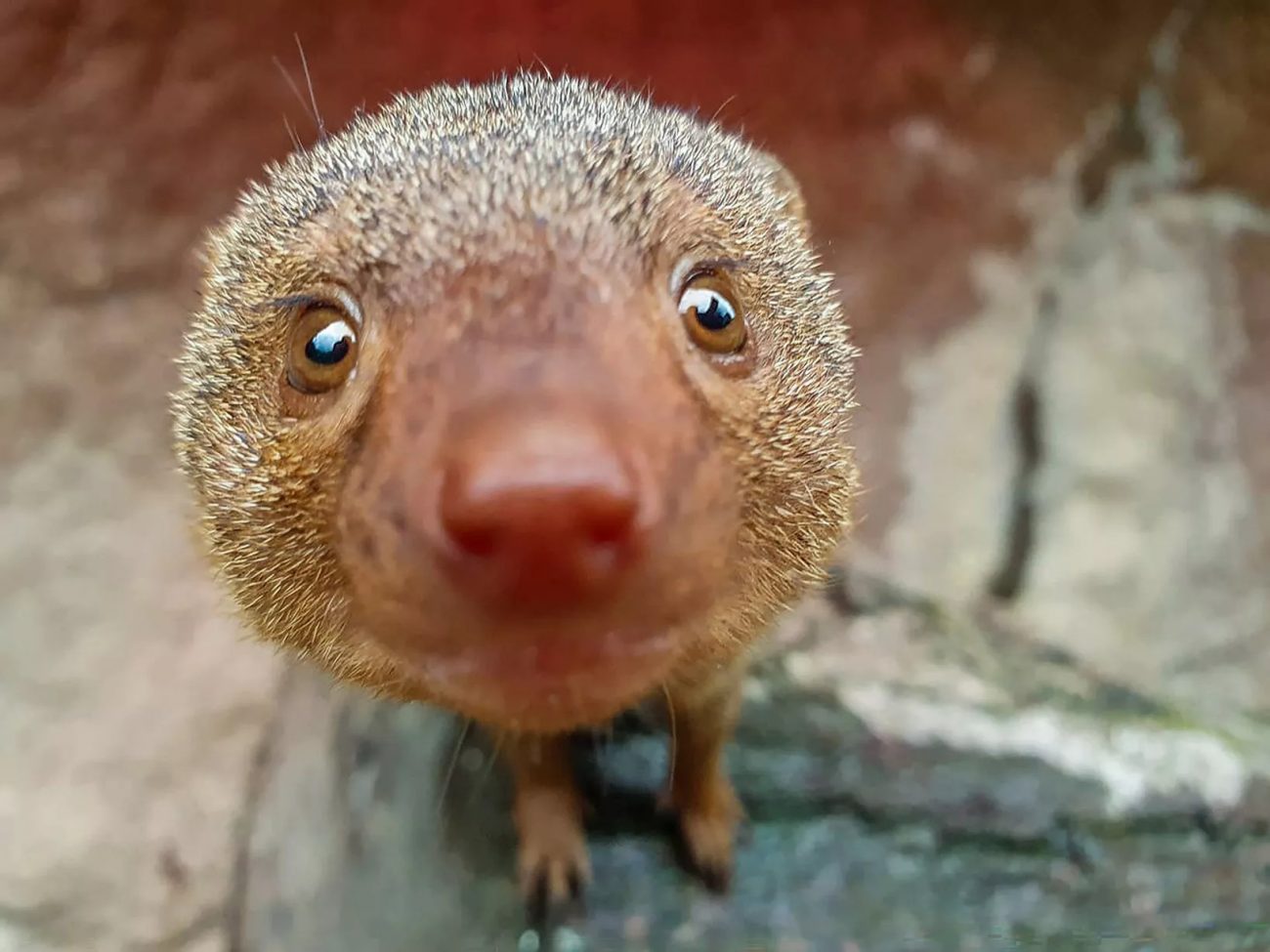 A curious look through the lens of a dwarf mongoose - Zoo Keepers Europe/Facebook/Reproduction/ND